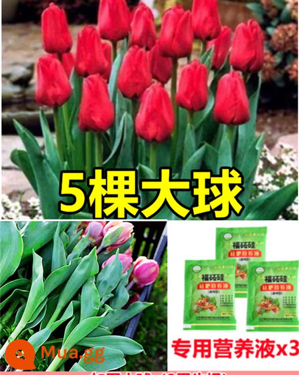 Tulip củ trồng thủy canh trong chậu có nụ cây hoa tươi trồng trong nhà hạt giống nhập khẩu dễ nuôi Bóng 5 độ - [Có nụ] 5 bông hoa tulip đỏ [Dung dịch dinh dưỡng miễn phí + bột tạo rễ]