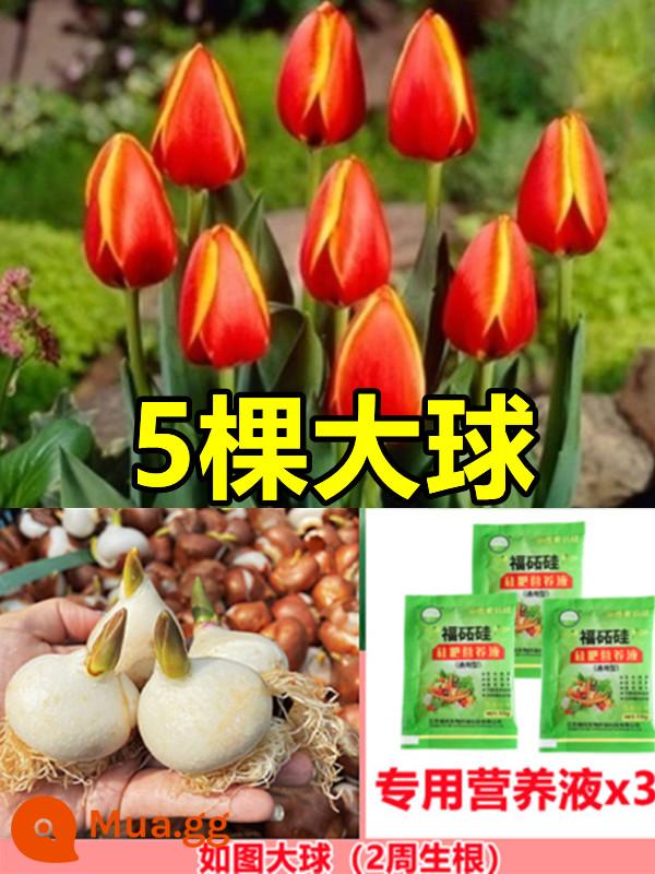 Tulip củ trồng thủy canh trong chậu có nụ cây hoa tươi trồng trong nhà hạt giống nhập khẩu dễ nuôi Bóng 5 độ - [Đã chọn] 5 bông hoa tulip hai màu [Dung dịch dinh dưỡng miễn phí + bột tạo rễ]