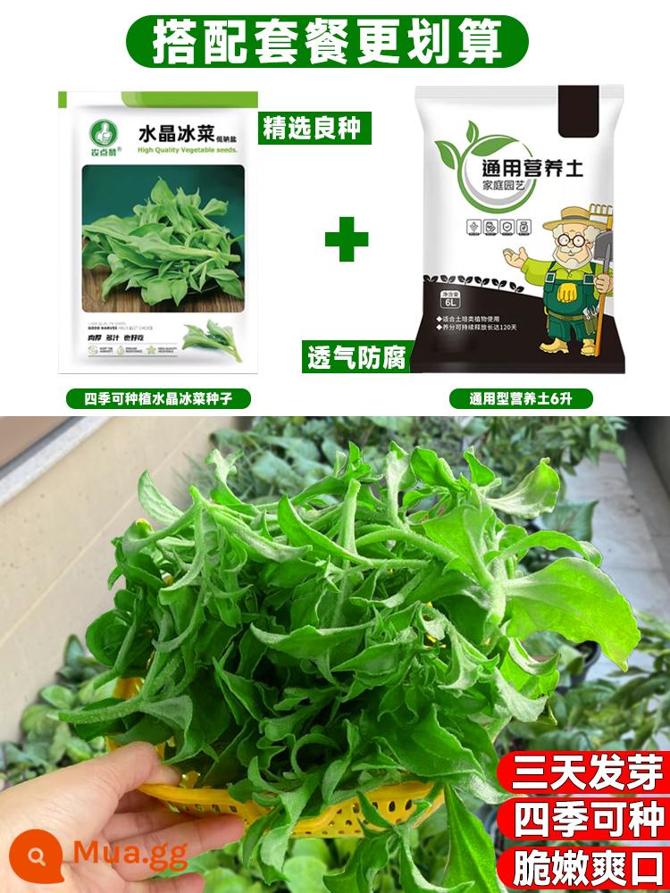 Crystal Ice Seeds Ban công Hạt giống rau trồng trong chậu Bộ sưu tập hoàn chỉnh Cây giống cỏ băng bốn mùa để trồng Hạt giống rau xanh vào mùa thu đông - [Bộ Hạt Giống + Đất] 500 hạt giống tảng băng + 6 lít đất dinh dưỡng hữu cơ