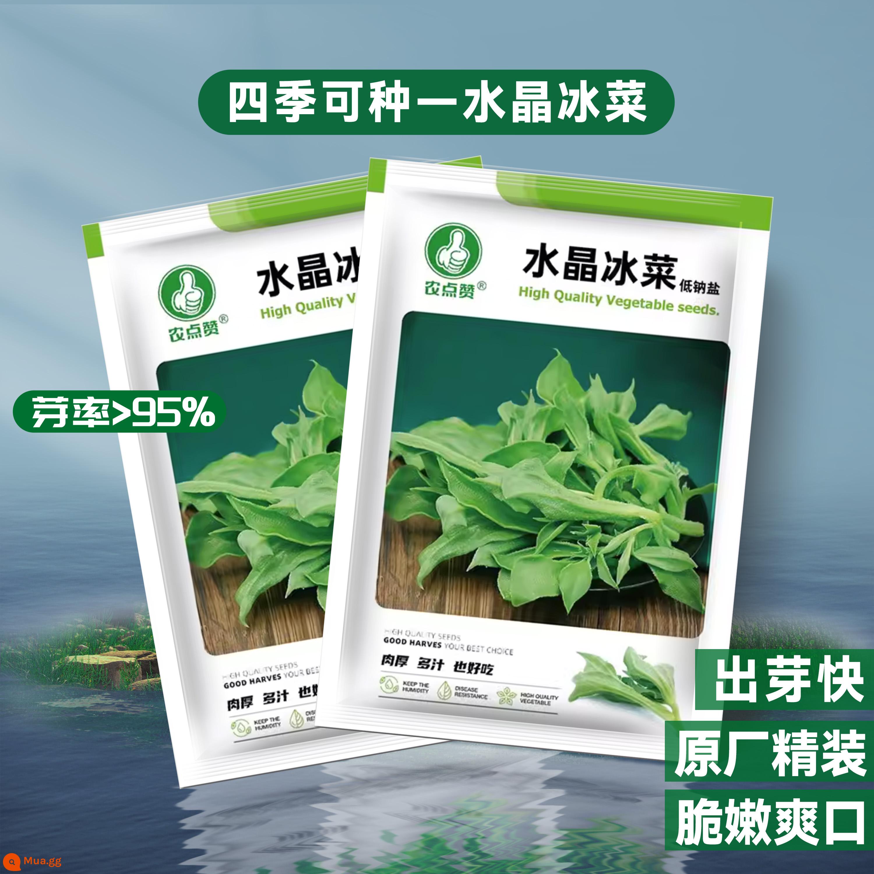 Crystal Ice Seeds Ban công Hạt giống rau trồng trong chậu Bộ sưu tập hoàn chỉnh Cây giống cỏ băng bốn mùa để trồng Hạt giống rau xanh vào mùa thu đông - (Giá phải chăng - 2 gói) Crystal Ice Seeds - Chính hãng chất lượng cao 500 viên ⚪ Giòn, mềm và sảng khoái