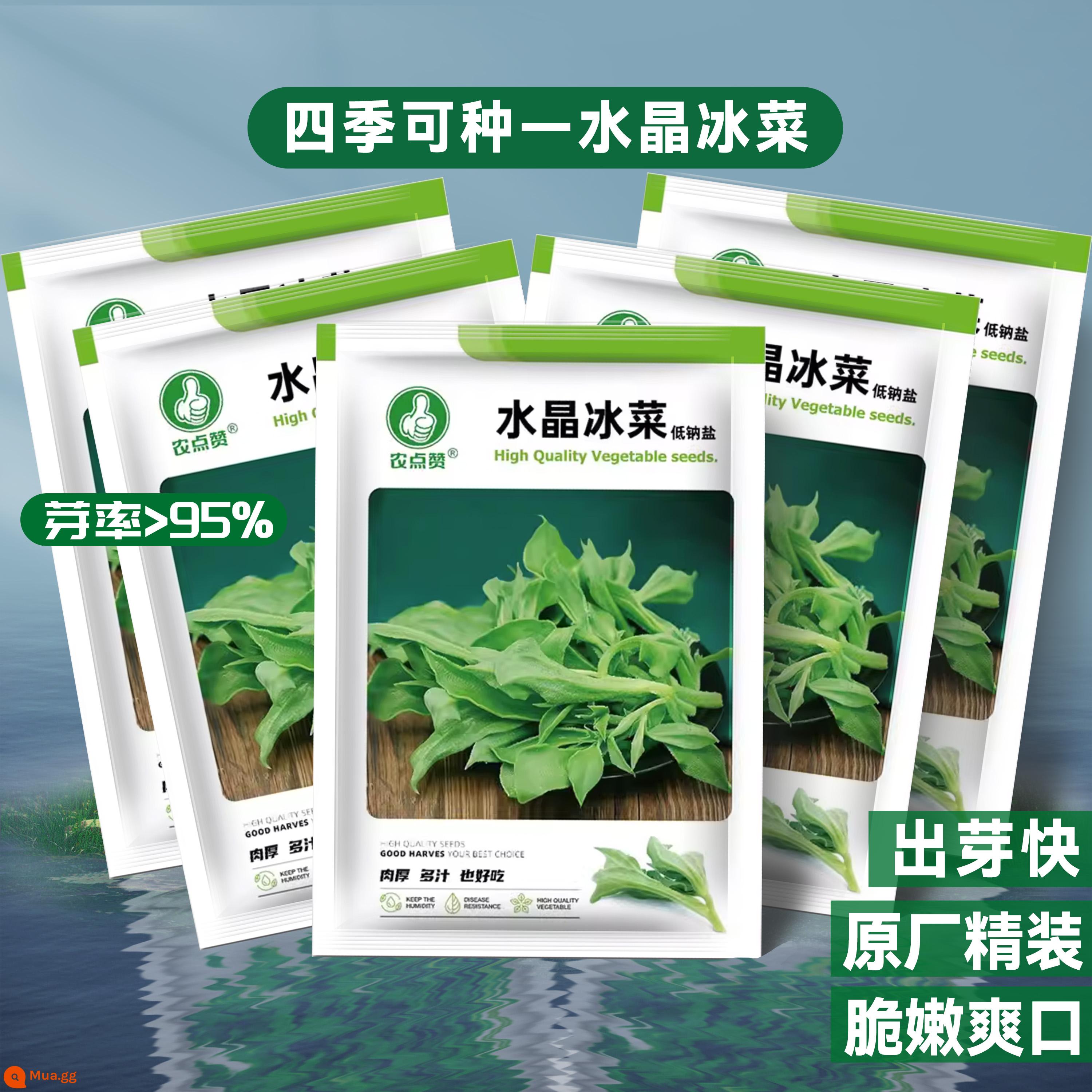 Crystal Ice Seeds Ban công Hạt giống rau trồng trong chậu Bộ sưu tập hoàn chỉnh Cây giống cỏ băng bốn mùa để trồng Hạt giống rau xanh vào mùa thu đông - (Giá trị lớn - 5 gói chỉ có giá 12,5 nhân dân tệ) Hạt rau Crystal Ice - 500 viên chính hãng chất lượng cao ⚪ Giòn, mềm và sảng khoái