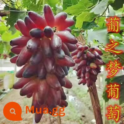 Kyoho Grapevine Sunshine Rose Sapphire Grapevine Qu Không hạt Nam Bắc Trồng trong chậu Cây leo vườn - Giấc mơ Bồ Đào Nha