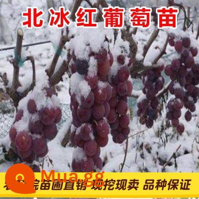 Kyoho Grapevine Sunshine Rose Sapphire Grapevine Qu Không hạt Nam Bắc Trồng trong chậu Cây leo vườn - Beibinghong cây giống 12 tuổi