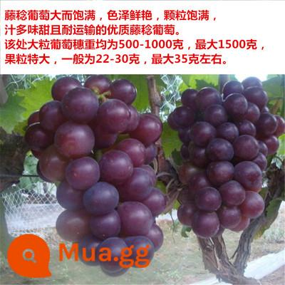 Kyoho Grapevine Sunshine Rose Sapphire Grapevine Qu Không hạt Nam Bắc Trồng trong chậu Cây leo vườn - Minoru Fuji