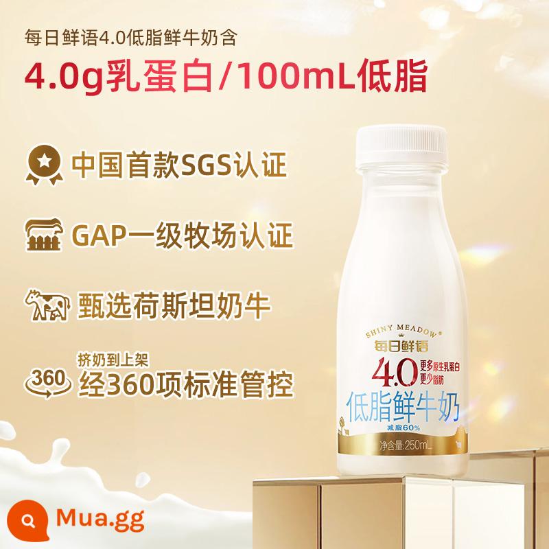 Sữa tươi hàng ngày ngôn ngữ cao cấp sữa tươi 250ml * 12 chai sữa tươi 4.0 ít béo sữa tươi ăn sáng sữa nguyên liệu - Ít béo 250ml (4,0g/100ml protein)