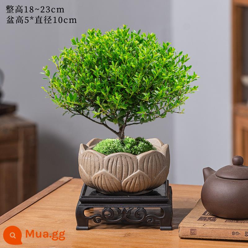 Lá nhỏ màu đỏ Nan cũ cọc chậu cây cảnh mini cây hoa trong nhà để bàn văn phòng cây xanh nhỏ tốt cho bốn mùa - Phượng đỏ lá nhỏ mịn+chậu gốm cổ sen+đáy+rêu