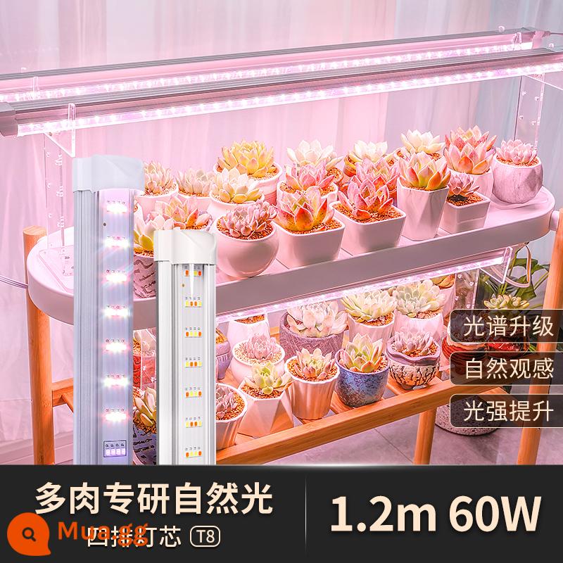 Đèn LED mọng nước đặc biệt lấp đầy ánh sáng hộ gia đình màu mô phỏng giả mặt trời trong nhà ánh nắng mặt trời toàn phổ đèn tăng trưởng thực vật - Succulent chuyên ánh sáng tự nhiên [T8 bốn hàng] 1,2 mét 60W