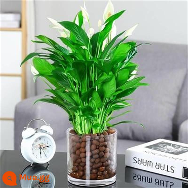 Cây cọ trắng mịn màng Cây thủy canh trong chậu Hoa và cây xanh trong văn phòng Hoa Pueraria Flamingo vàng Cây tiền Dễ bảo trì - [Hình ảnh chính Mô hình thủy canh] Cây cọ trắng loại đặc biệt 6-8 cây có hoa [Bể tròn + Ceramsite] + Dung dịch dinh dưỡng