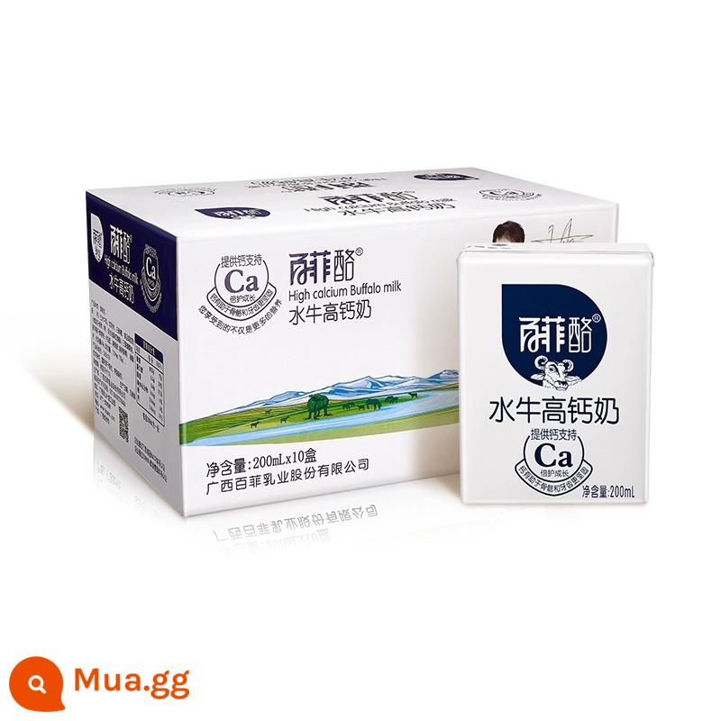 Sữa trâu nguyên chất Baifei 200ml * 12 hộp Luo Quảng Tây bổ sung canxi protein dinh dưỡng sữa nguyên chất dành cho thanh thiếu niên, trẻ em và học sinh - Buffalo High Canxi 10 hộp/thùng (sữa điều chế)