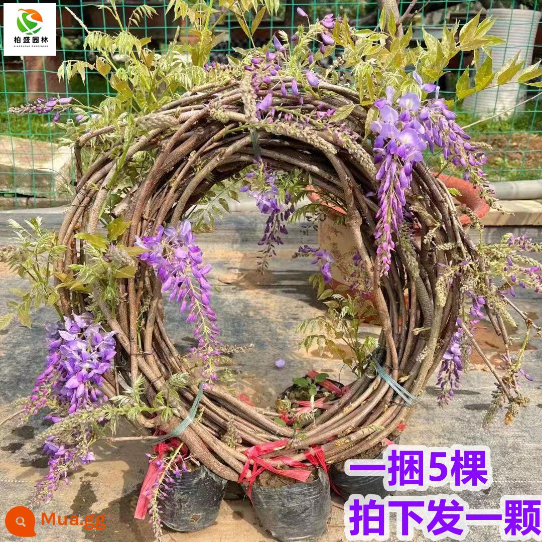 Wisteria hoa cây giống với chồi cũ cọc leo tường cây nho che nắng hoa cây non trồng trong chậu bốn mùa ra hoa vườn hoa - 1 cây tử đằng (dài khoảng 5 mét) [nở rộ và nở rộ]