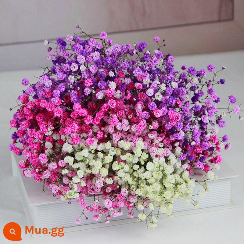 Gypsophila khô hoa trang trí phòng khách trang trí bán buôn gió tự nhiên tươi bình hoa thật quà tặng chất liệu tự làm - Bó lớn Baby's Breath màu trắng + hồng và tím (không bao gồm bình sữa)