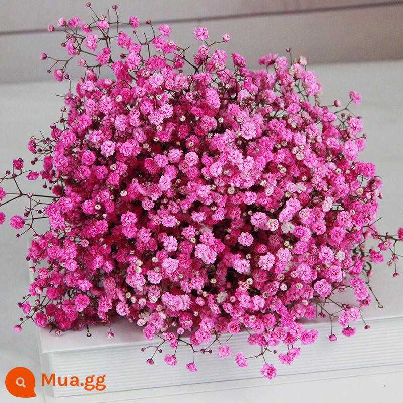 Gypsophila khô hoa trang trí phòng khách trang trí bán buôn gió tự nhiên tươi bình hoa thật quà tặng chất liệu tự làm - Bó Gypsophila hồng lớn (không bao gồm chai)