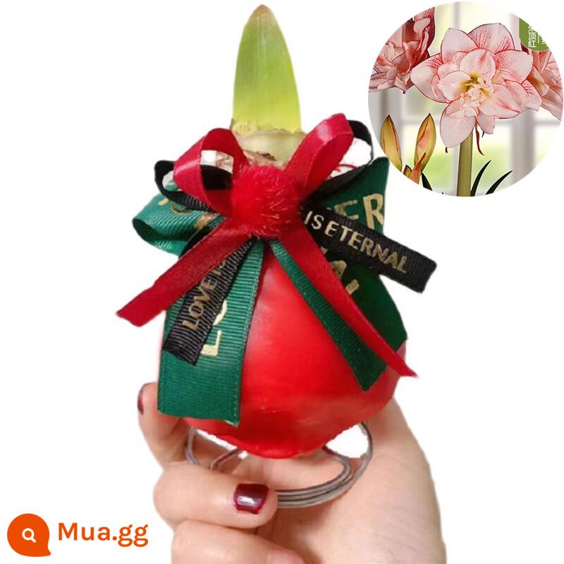 Bóng đèn Hippeastrum kín sáp nhập khẩu hoa đêm giao thừa hai cánh không cần trồng cây lười quà tặng ngày lễ tình nhân giáng sinh - Hoa cúc sọc—Bóng sáp đỏ [Mua ba tặng một]