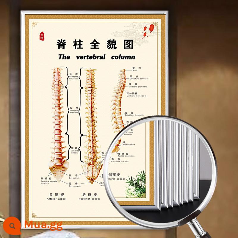 Mười tám chống mười chín nỗi sợ hãi của y học cổ truyền Trung Quốc Trang trí bảo tàng y học Trung Quốc Treo tranh thực hành y học Biểu đồ tám bức tường chết Khả năng tương thích Áp phích tuyên truyền điều cấm kỵ - 39-Nhìn toàn cảnh cột sống