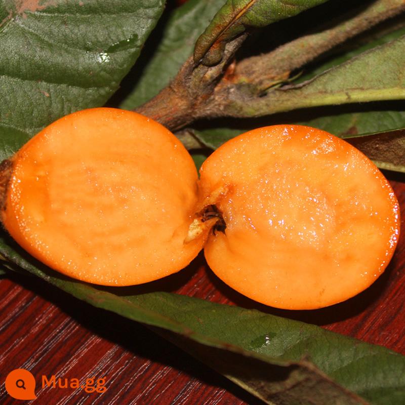 cây giống loquat cây giống loquat không hạt ghép cây loquat không hạt trồng trong chậu kết quả trồng trong năm - Cây giống sơn trà 5 tuổi không hạt (kết quả năm đó) sẽ được đền bù nếu cây giống chết! !