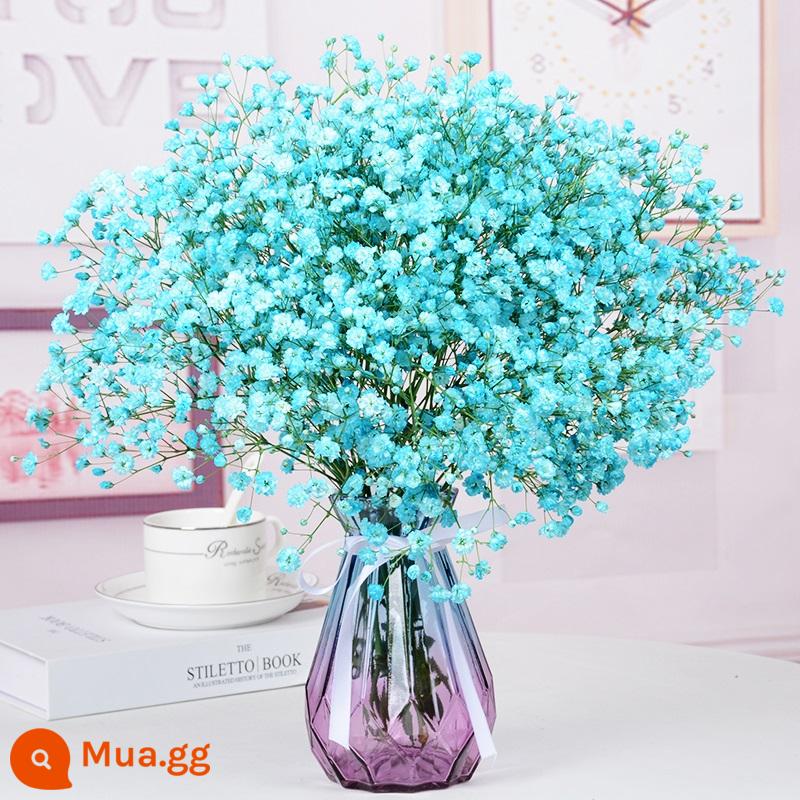 Bình đầy sao bó hoa khô hoa tươi trang trí phòng khách tự nhiên trang trí phòng ngủ cắm hoa tại nhà - Gypsophila xanh [có bình]