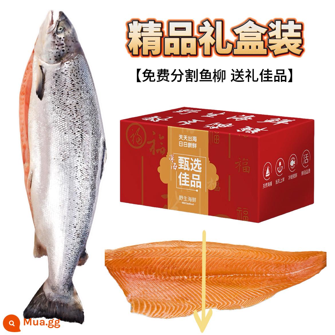 Cá hồi Na Uy nguyên con đông lạnh 10-12 pound, sashimi tươi, sashimi, phần giữa cá hồi, hải sản ăn liền - [Hộp quà] Cá hồi đông lạnh 10-12 pound (miễn phí phi lê)