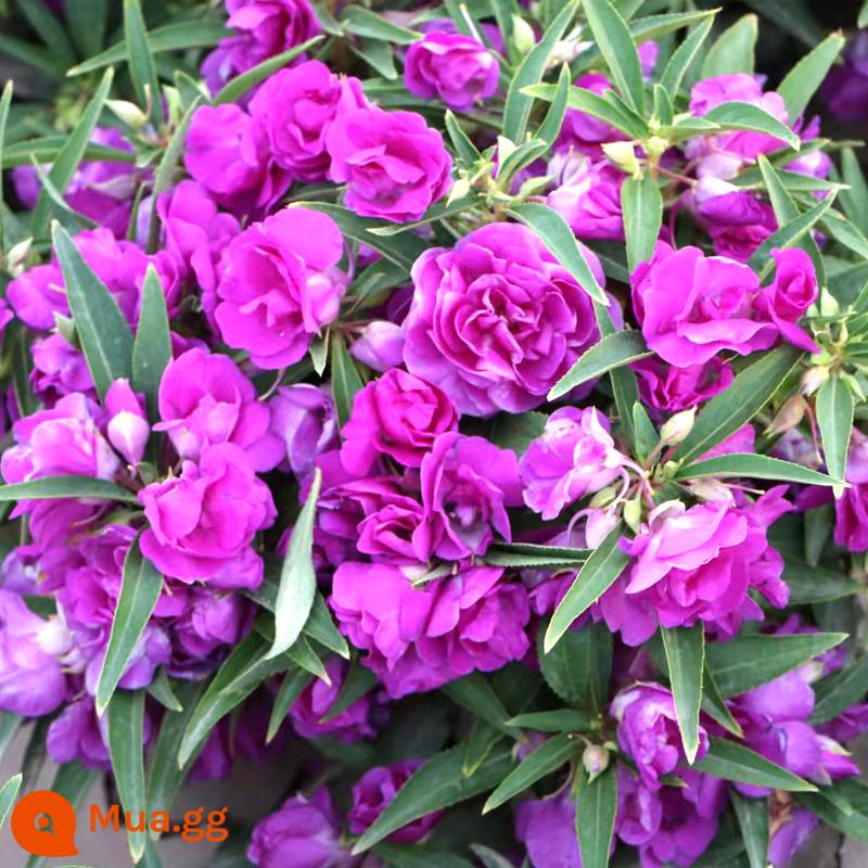 Hạt giống hoa cánh kép màu trắng hoa mùa thu trồng hoa bốn mùa gieo hoa ban công hạt giống hoa sân - Double Impatiens Purple 500 viên + tặng 2 gói phân bón, mua 2 tặng 1