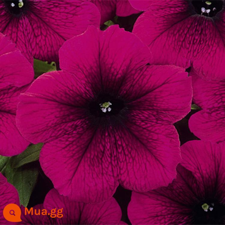 Hạt giống dã yên thảo nhập khẩu Mỹ dòng hạt giống Mirage bốn mùa dễ trồng - Pan American Petunia Velvet 20 viên + 10 khối cây giống nhập khẩu