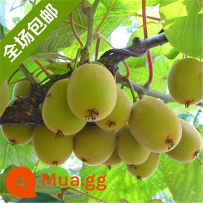 cây giống trái kiwi trái tim đỏ trái lớn bắc nam trồng chậu đất trái tim vàng mềm táo tàu trái kiwi cây trái cây giống năm đó kết quả - Quả Kiwi Cây con 5 tuổi ra quả cùng năm [mua một tặng một]