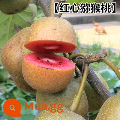 cây giống trái kiwi trái tim đỏ trái lớn bắc nam trồng chậu đất trái tim vàng mềm táo tàu trái kiwi cây trái cây giống năm đó kết quả - Quả kiwi tim đỏ Cây giống 5 tuổi sẽ ra quả trong cùng năm [mua một tặng một]