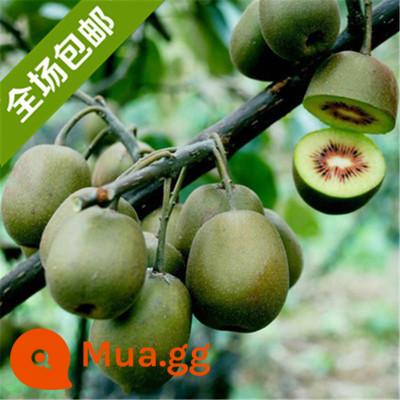 cây giống trái kiwi trái tim đỏ trái lớn bắc nam trồng chậu đất trái tim vàng mềm táo tàu trái kiwi cây trái cây giống năm đó kết quả - Cây giống 5 tuổi Voi Vàng ra quả cùng năm [Mua một tặng một]