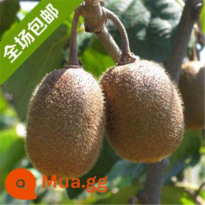 cây giống trái kiwi trái tim đỏ trái lớn bắc nam trồng chậu đất trái tim vàng mềm táo tàu trái kiwi cây trái cây giống năm đó kết quả - Cây giống 5 tuổi Huang Xinyouhua ra quả cùng năm [mua một tặng một]