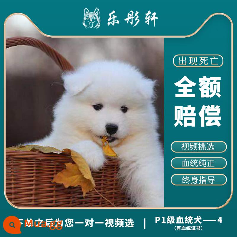 Chó con Samoyed Chó cưng Samoyed - Phả hệ cấp độ P1-3