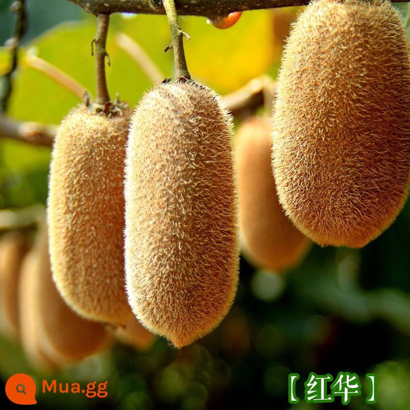 cây giống trái kiwi táo tàu mềm cây ăn trái trồng chậu bắc nam trồng cây giống trái kiwi tim vàng trái tim đỏ năm đó quả - Quả Kiwi Honghua [Cây giống 5 tuổi mua một tặng một]