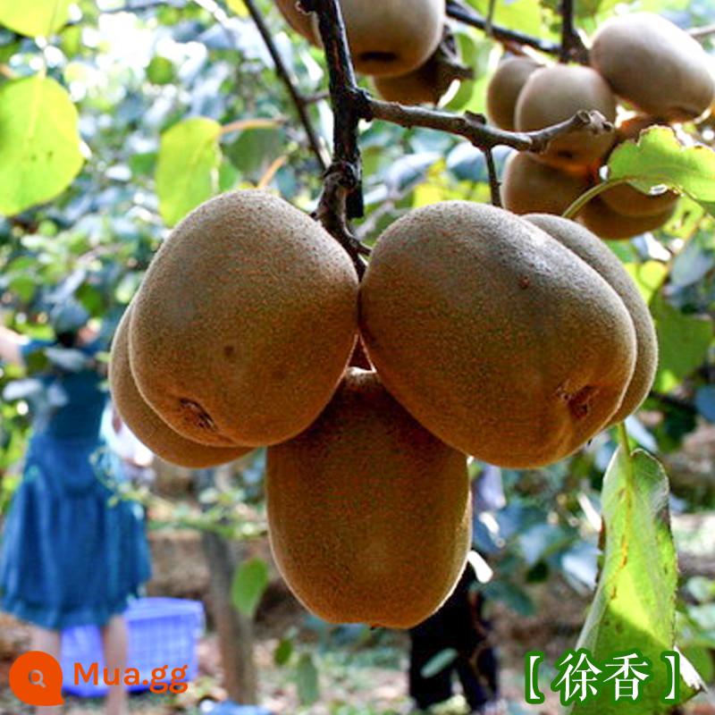 cây giống trái kiwi táo tàu mềm cây ăn trái trồng chậu bắc nam trồng cây giống trái kiwi tim vàng trái tim đỏ năm đó quả - Xuxiang Kiwi [Cây giống 5 tuổi mua một tặng một]