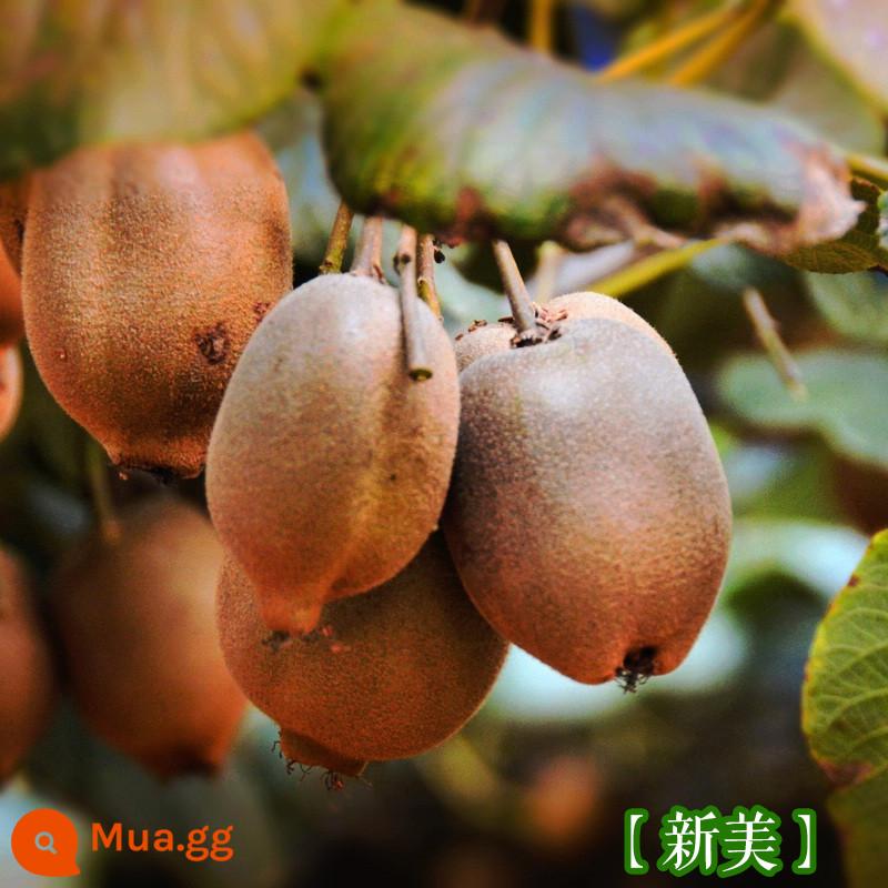 cây giống trái kiwi táo tàu mềm cây ăn trái trồng chậu bắc nam trồng cây giống trái kiwi tim vàng trái tim đỏ năm đó quả - Xinmei Kiwi [Cây giống 5 tuổi mua một tặng một]