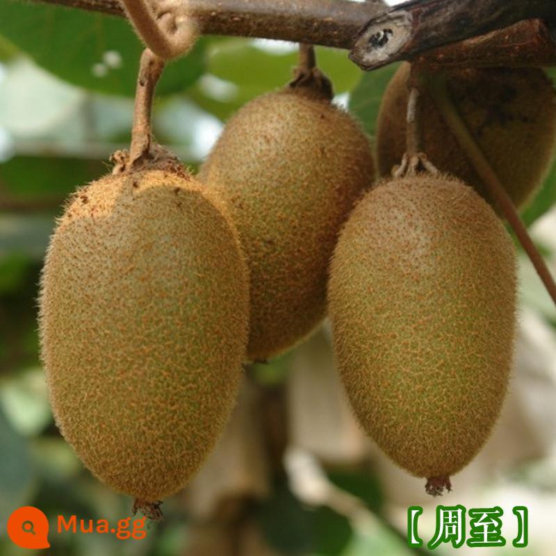 cây giống trái kiwi táo tàu mềm cây ăn trái trồng chậu bắc nam trồng cây giống trái kiwi tim vàng trái tim đỏ năm đó quả - Quả Kiwi Chu Chi [cây giống 5 tuổi mua một tặng một]