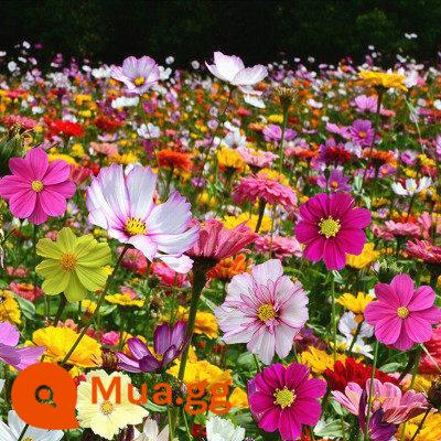 Hạt giống hoa dã quỳ kết hợp hạt giống hoa Cosmos bốn mùa gieo hạt và ra hoa Hạt giống hoa Zinnia Gesang - Southern Style Series 250g (chịu hạn hán và nhiệt độ cao)