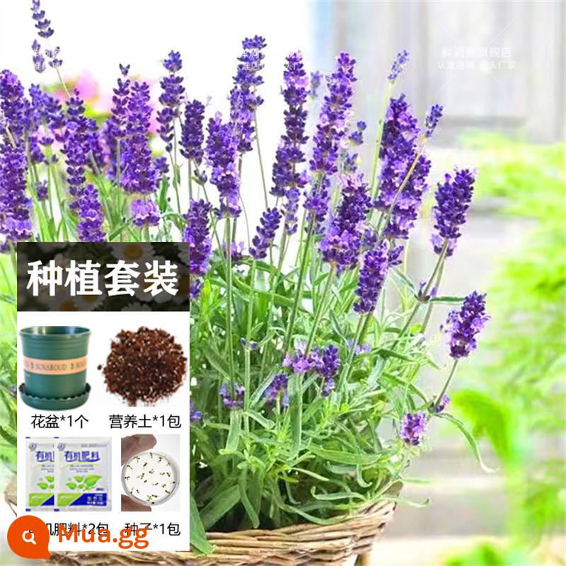 Hạt giống bạc hà ăn được trong nhà và ngoài trời hạt giống bạc hà chanh catnip trong nhà cho tất cả các mùa gieo cây và hoa - 200 viên hoa oải hương + chậu hoa + đất + 2 túi phân bón [Mua hai tặng một]