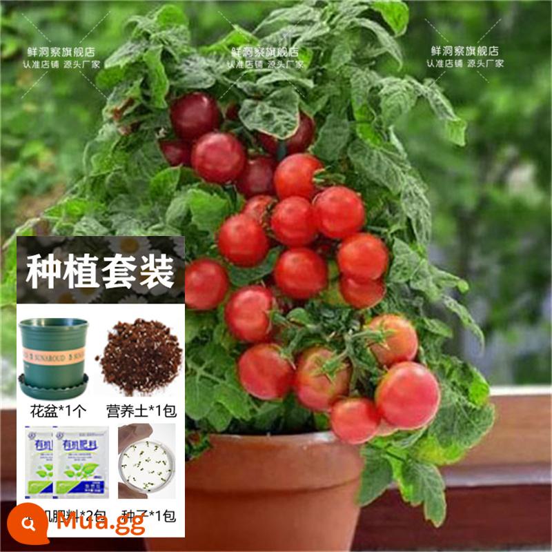 Hạt giống bạc hà ăn được trong nhà và ngoài trời hạt giống bạc hà chanh catnip trong nhà cho tất cả các mùa gieo cây và hoa - 200 quả cà chua nhỏ + chậu hoa + đất + 2 bao phân bón [Mua 2 tặng 1]