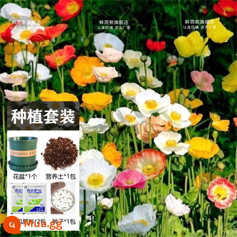 Hạt giống bạc hà ăn được trong nhà và ngoài trời hạt giống bạc hà chanh catnip trong nhà cho tất cả các mùa gieo cây và hoa - Thuốc phiện 10.000 viên + chậu hoa + đất + 2 bao phân bón [Mua 2 tặng 1]