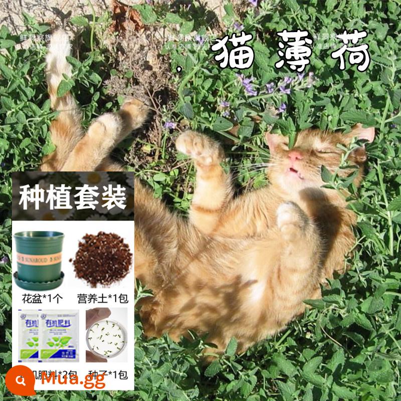 Hạt giống bạc hà ăn được trong nhà và ngoài trời hạt giống bạc hà chanh catnip trong nhà cho tất cả các mùa gieo cây và hoa - 1000 miếng catnip + chậu hoa + đất + 2 túi phân bón [Mua 2 tặng 1]