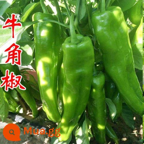 Cây giống cà chua, cà chua bi, cây giống cà chua, cây giống rau, ớt, cà tím, cây trồng trong chậu, cây giống cà chua nhỏ trồng ở miền nam vào mùa xuân - 6 quả ớt sừng