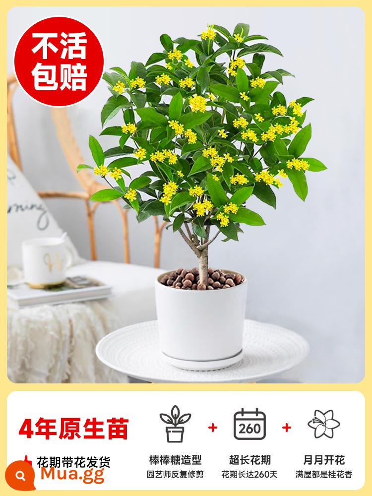 Cây giống Osmanthus bốn mùa Vườn Jingui bản địa trồng cây lớn trong nhà và ngoài trời trong chậu Tháng 8 hoa osmanthus cây xanh - Đã chọn [Loại kẹo mút] Cây giống 4 tuổi (bản địa) được vận chuyển cùng hoa trong thời kỳ ra hoa [hình ảnh thực tế như hình]