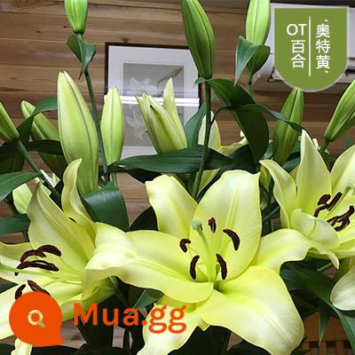 Hoa lily bóng đèn trồng trong nhà và ngoài trời bốn mùa thức ăn tốt hạt giống cây trồng tulip đất trồng thủy canh - [A2] 5 quả bóng vàng + phân bón, mua 3 tặng 1