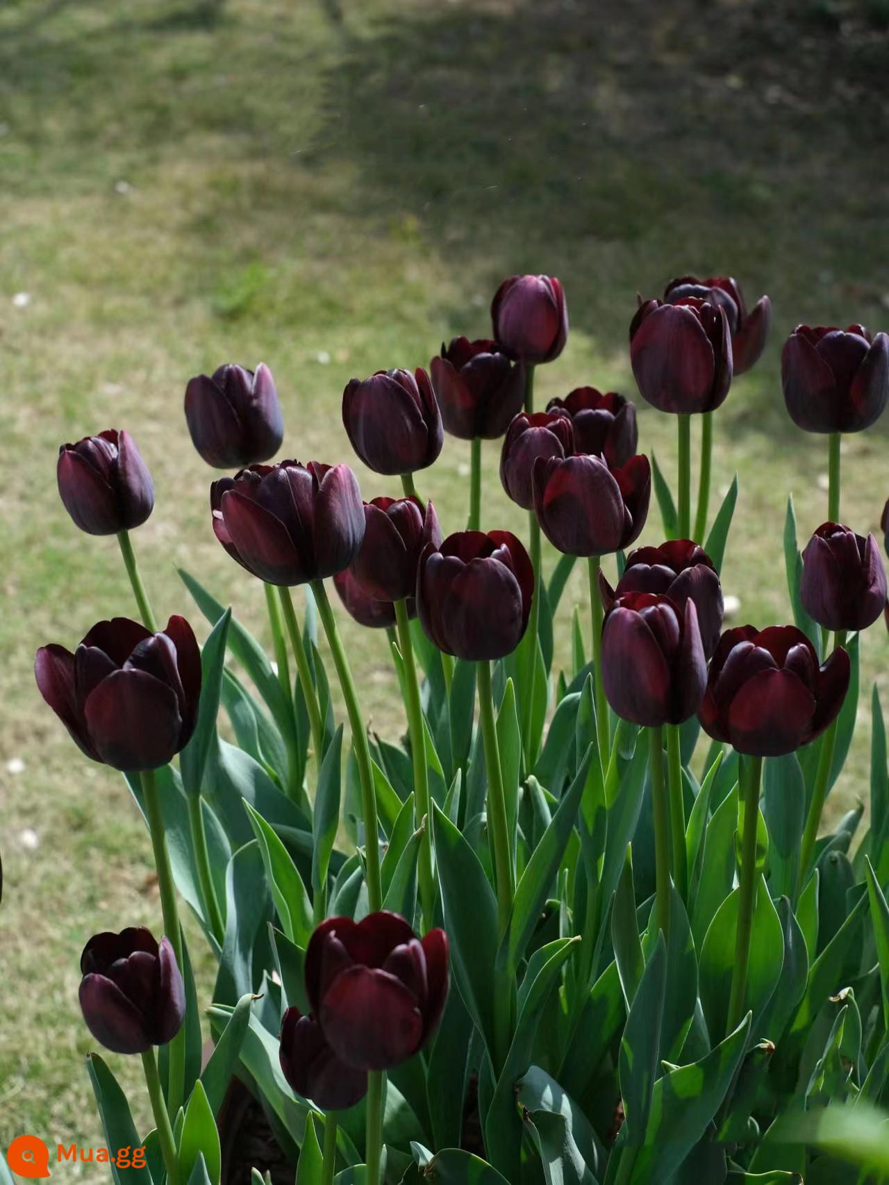 10 giống hoa tulip trồng chậu ban công nhập khẩu từ Hà Lan, củ to, hoa kép ra hoa quanh năm, dễ trồng trong đất - Tulip Đen Nhỏ 10 viên + phân bón hoa + dung dịch dinh dưỡng + carbendazim