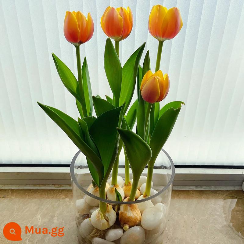 Bộ 5 nước hoa tulip trồng bộ chai thủy tinh tròn lớn nhập khẩu củ bốn mùa hoa thu đông cây chịu lạnh - Tulip Cam Kim Cương 5 + Chai Thủy Tinh + Sỏi Trắng + Dung Dịch Dinh Dưỡng