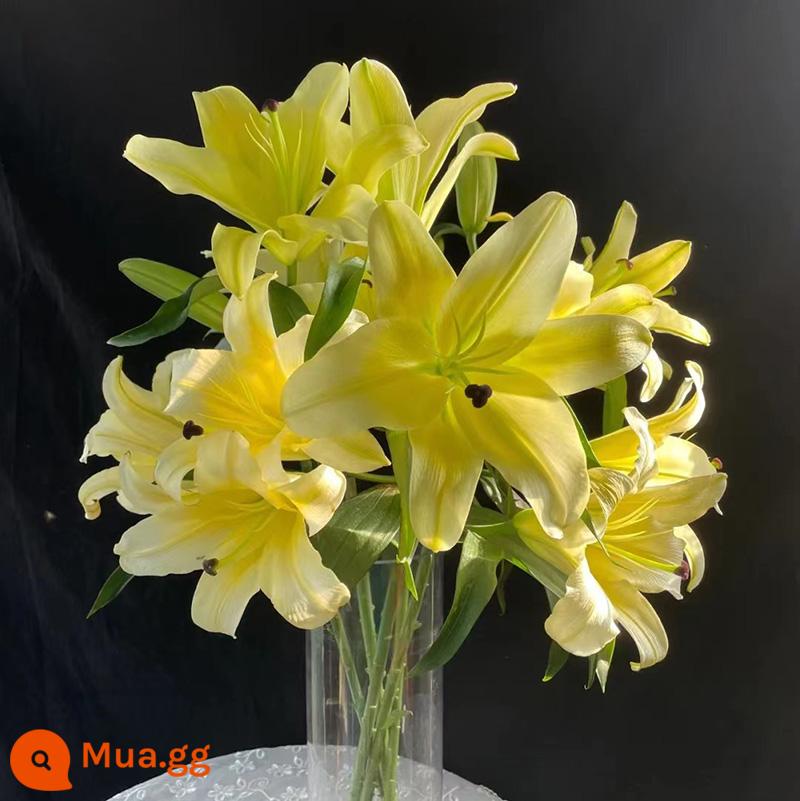 Bó hoa hương lily cơ sở Vân Nam giao hàng trực tiếp cùng thành phố giao hoa hướng dương đậu đỏ quà sinh nhật hoa thủy canh - 10 cửa gỗ (miễn phí chất bảo quản)