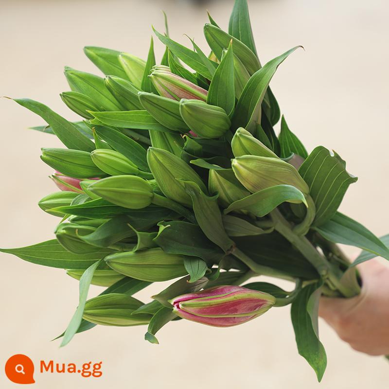 Bó hoa hương lily cơ sở Vân Nam giao hàng trực tiếp cùng thành phố giao hoa hướng dương đậu đỏ quà sinh nhật hoa thủy canh - 10 bông hoa huệ thơm ngẫu nhiên (không có chất bảo quản)