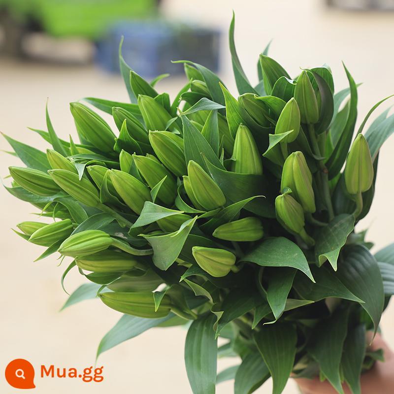 Bó hoa hương lily cơ sở Vân Nam giao hàng trực tiếp cùng thành phố giao hoa hướng dương đậu đỏ quà sinh nhật hoa thủy canh - 10 bông huệ trắng (có chất bảo quản)