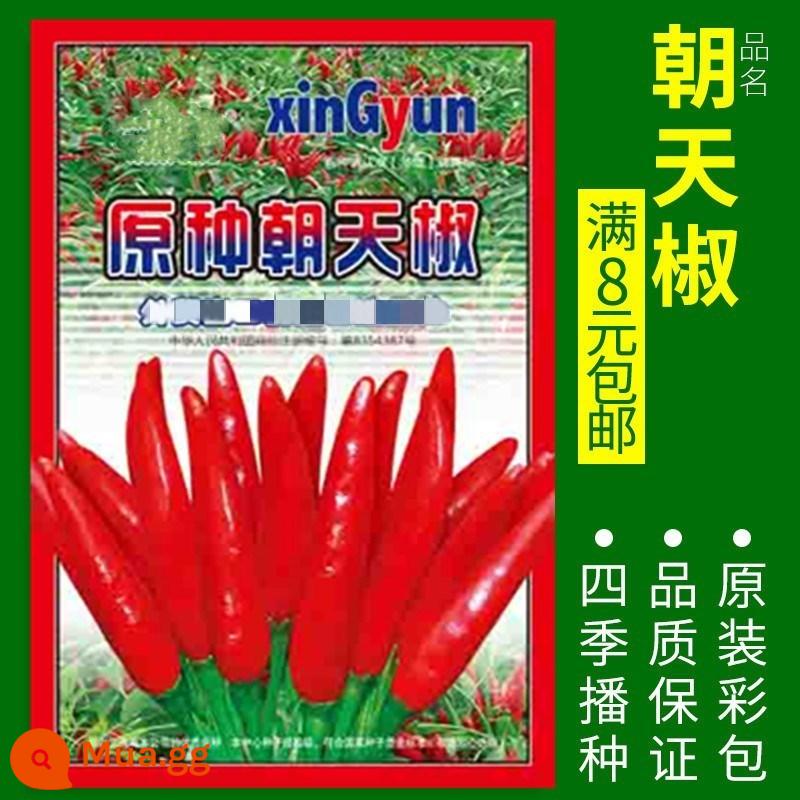 Hạt giống rau bốn mùa: Rau mùi, rau bina, rau xanh, hành lá, bắp cải lúa mì, hạt cà rốt, dưa chuột, hạt giống xà lách miền Nam - Khoảng 300 quả ớt cay