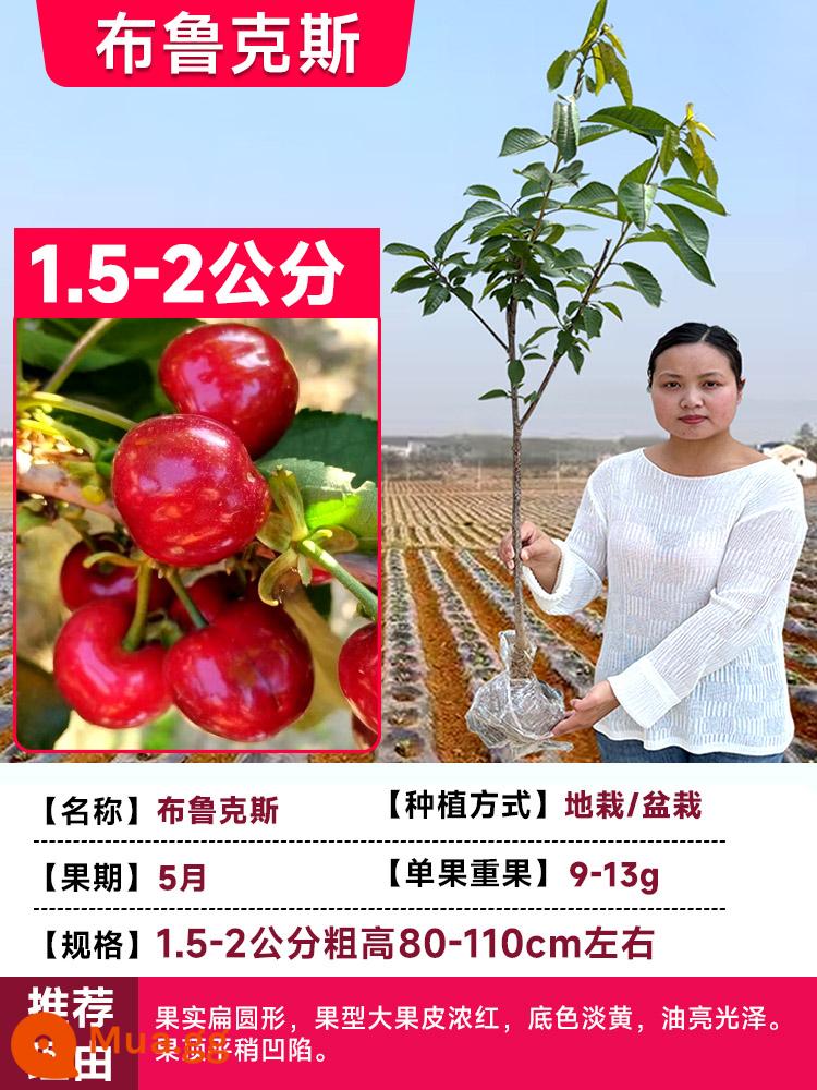 Cây giống cherry, cây giống cherry lớn, cây ăn quả trồng trong chậu tại miền nam, cây giống cherry lùn, cây giống cherry lớn tại miền bắc - Brooks 1,5-2 cm (có đất gốc/có cành) kết quả trong năm hiện tại/cấp lại cây con chết