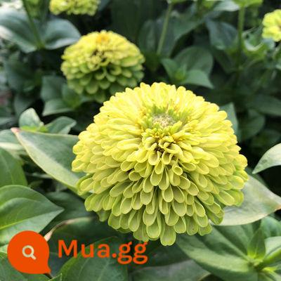 Hạt giống hoa Zinnia cánh kép nhiều màu Hạt giống hoa Zinnia nở bốn mùa hạt dễ sống cây trồng trong chậu sân vườn ban công - Zinnia xanh nửa cân