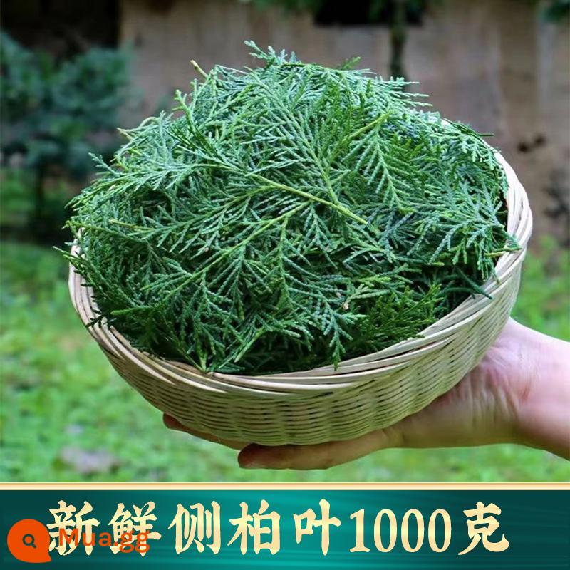 Lá Platycladus arborvitae tươi hoang dã Qinling đích thực, dược liệu Trung Quốc, Cyperus rotundus phơi khô trong bóng râm, bột Angelicae sinensis, Saponaria sinensis, dầu gội trị rụng tóc - Lá Platycladus Orientalis tươi 1000g [80% loại tự nhiên]