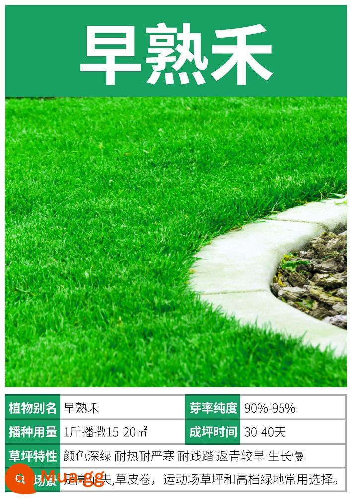 Hạt giống cỏ cỏ bốn mùa xanh thường xanh bảo vệ mái dốc bermudagrass Bermuda high fescue cỏ lúa mạch đen turf hạt giống cỏ - Hạt/catties bluegrass [chịu lạnh và hạn hán]